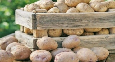 Jak a kde správně skladovat brambory doma v bytě